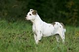 BOULEDOGUE AMERICAIN 365
